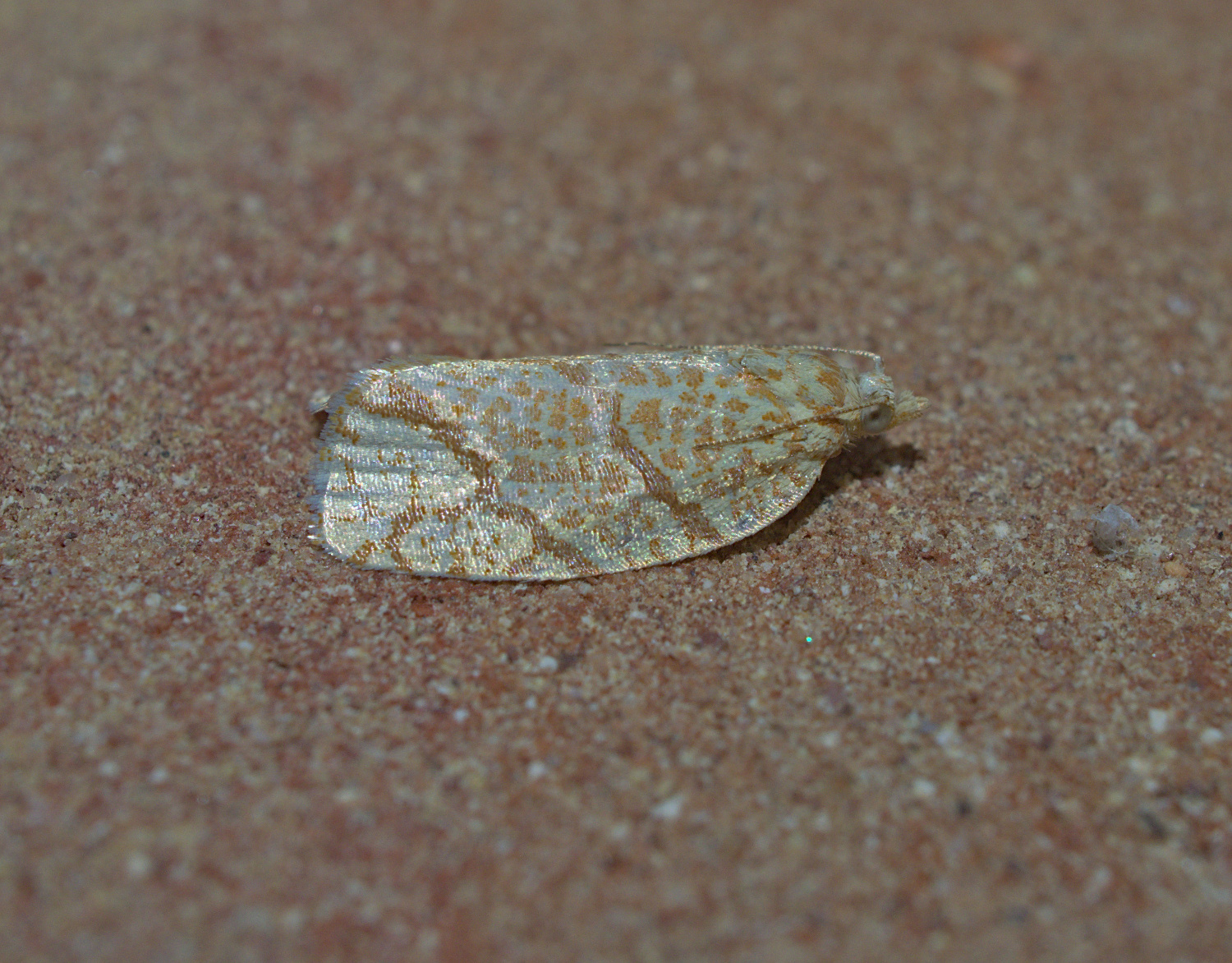 Orange creamsicle_20200819.jpg